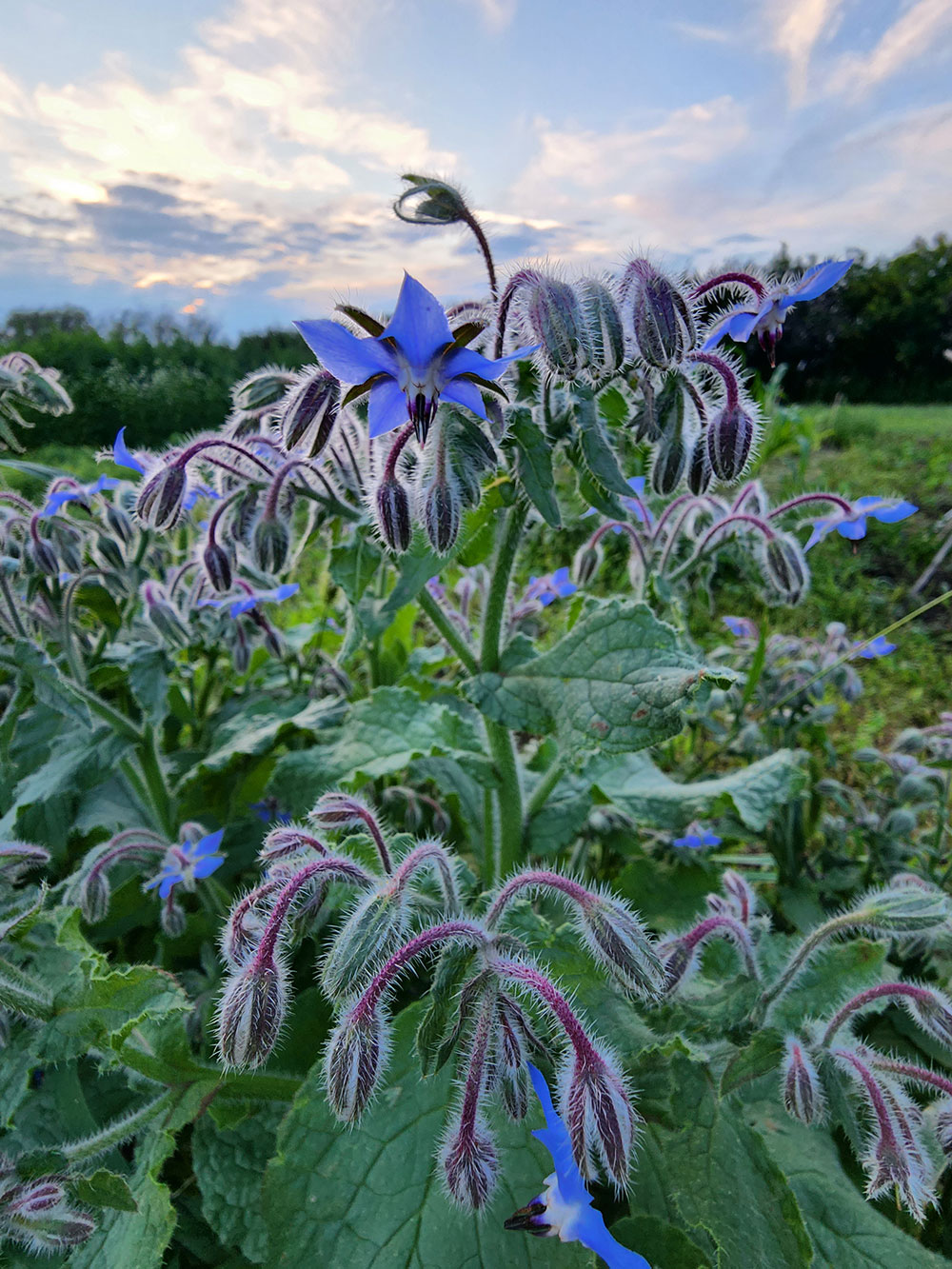 Borage Flowers Thriving in Permaculture Landscape Design