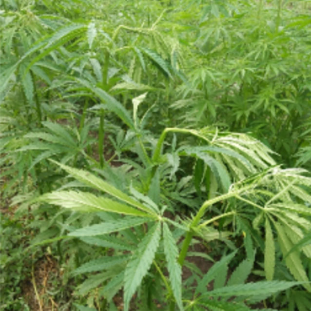 Hemp Conjunction Gardens