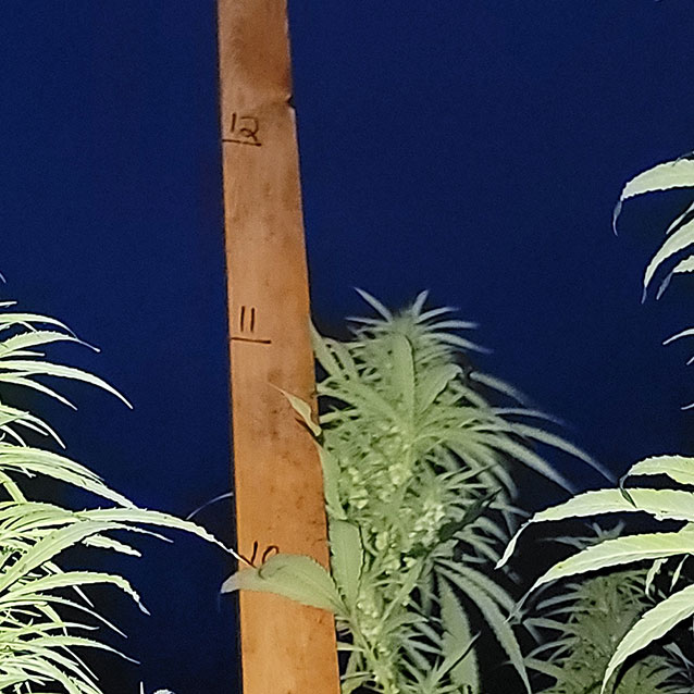 Hemp Height at Conjunction Gardens