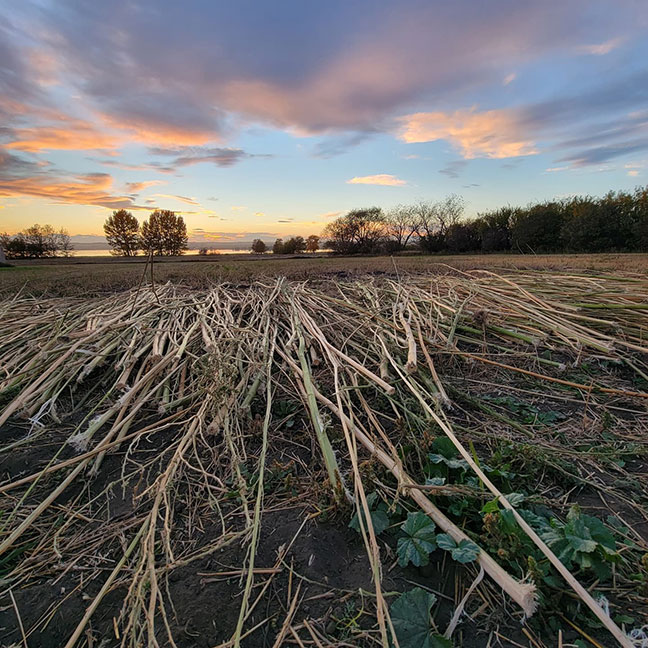 Retted Hemp at Conjunction Gardens