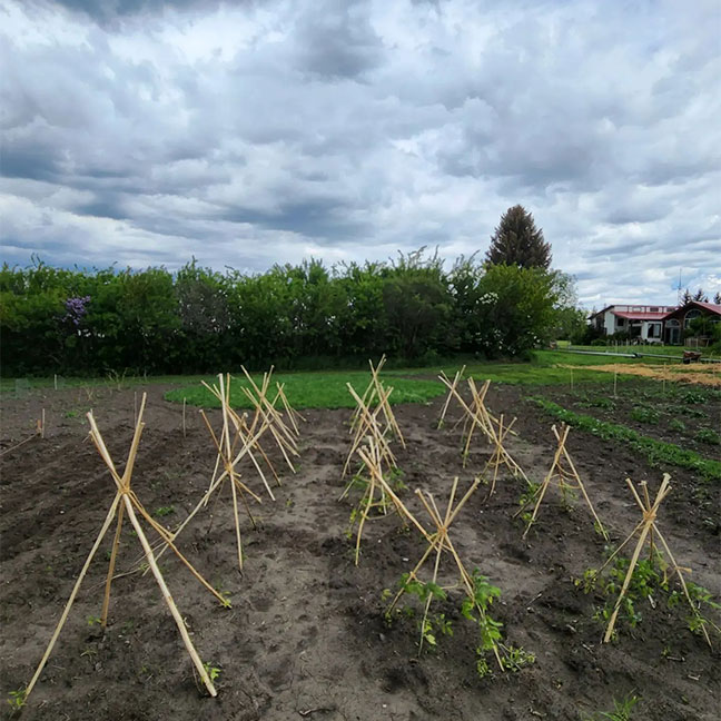 Tee Pees at Conjunction Gardens