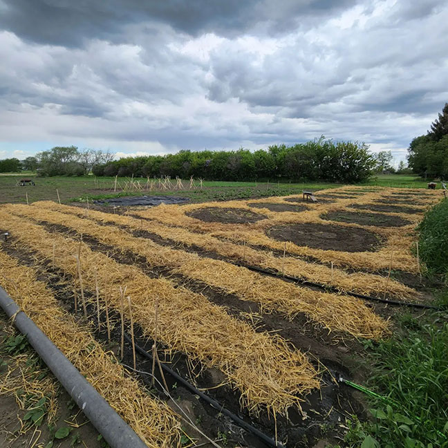 Rows with Straw at Conjunction Gardens