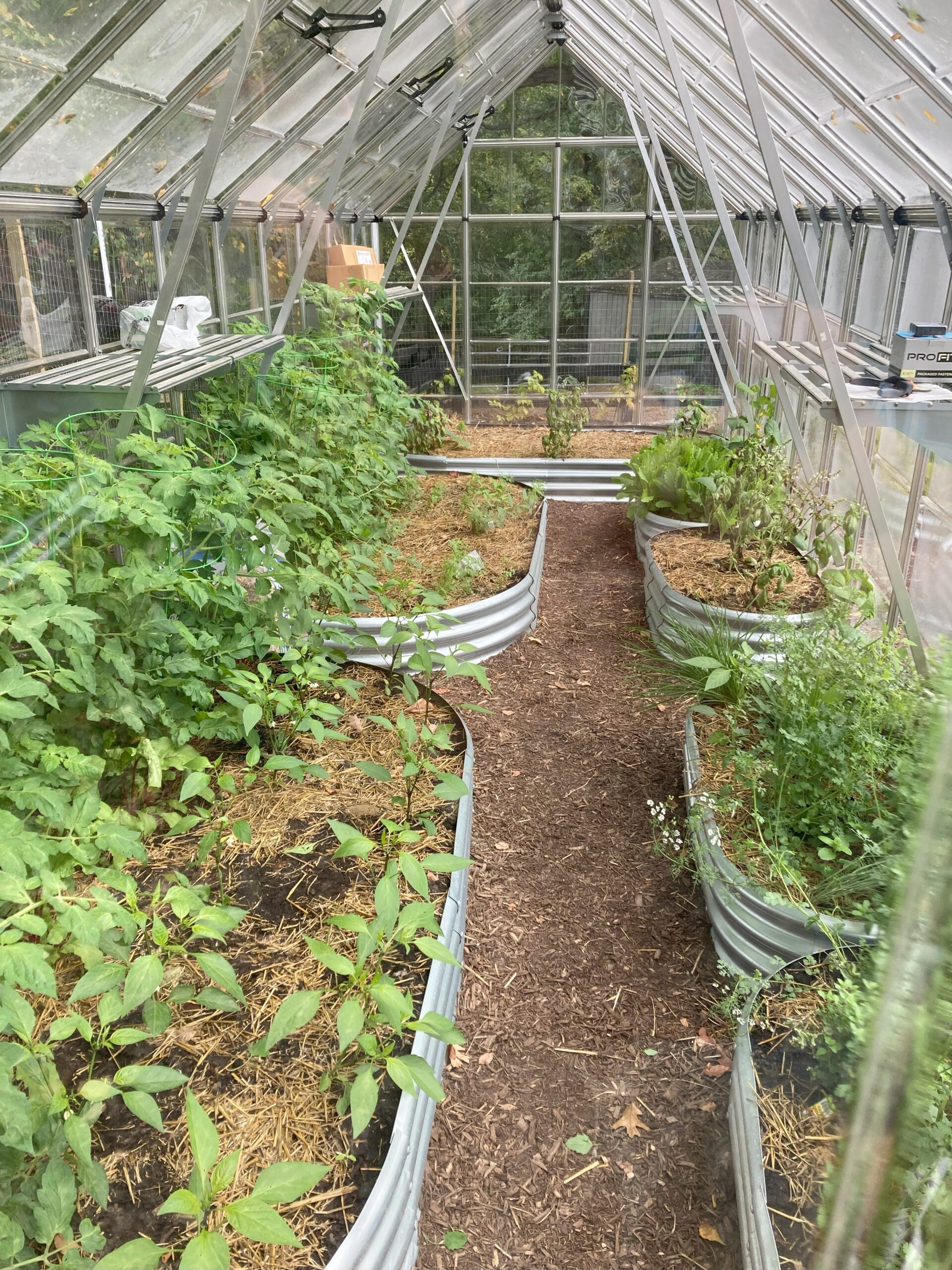 Raised bed planters fill with plants inside a greenhouse