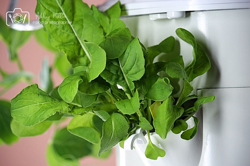 Aeroponic Garden System